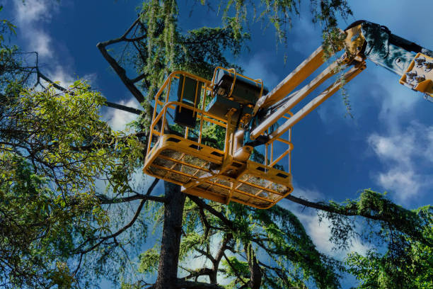 How Our Tree Care Process Works  in  Penn Valley, CA