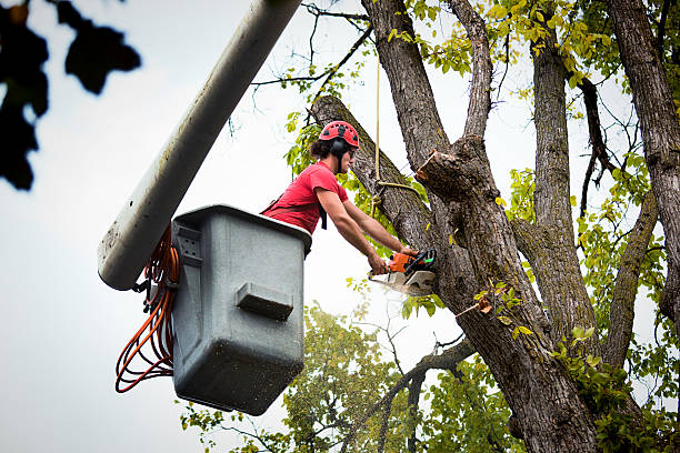 Leaf Removal in Penn Valley, CA