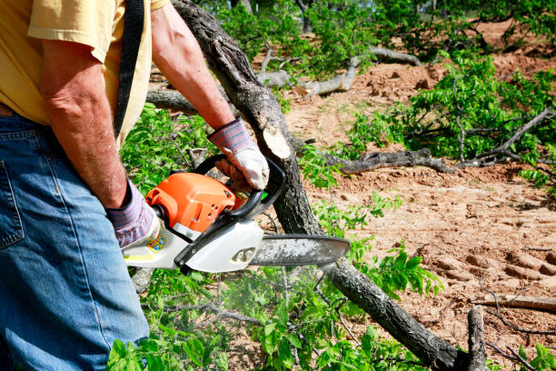 Penn Valley, CA  Tree Services Company